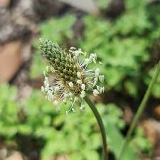 Attēlu rezultāti vaicājumam “Plantago media bud”