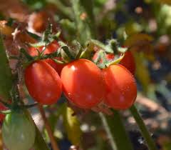 Afbeeldingsresultaat voor caspian pink tomato