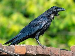 Attēlu rezultāti vaicājumam “Corvus corax adult”