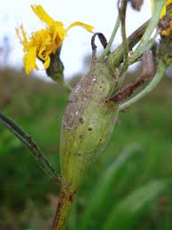 Attēlu rezultāti vaicājumam “Aulacidea hieracii”