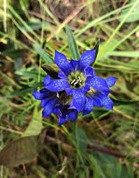 Attēlu rezultāti vaicājumam “Gentiana pneumonanthe flower”