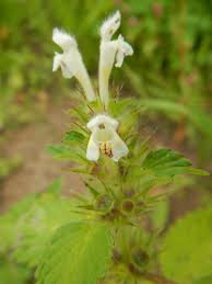Attēlu rezultāti vaicājumam “Galeopsis tetrahit”