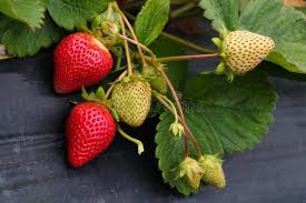 Attēlu rezultāti vaicājumam “Fragaria x ananassa fruit”