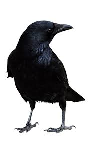 Attēlu rezultāti vaicājumam “Corvidae”