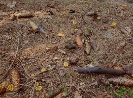 Attēlu rezultāti vaicājumam “Sowerbyella radiculata”