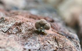 Attēlu rezultāti vaicājumam “Arcyria globosa”