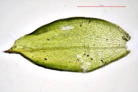 Attēlu rezultāti vaicājumam “Acaulon muticum”