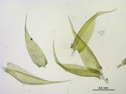 Attēlu rezultāti vaicājumam “Pylaisia polyantha”