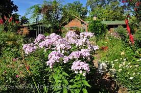 Image result for Phlox paniculata `Bright Eyes`