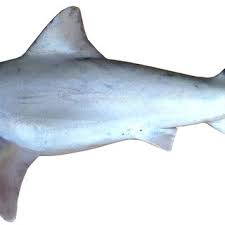 Image result for Chelon saliens