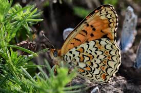 Attēlu rezultāti vaicājumam “Melitaea phoebe underside”