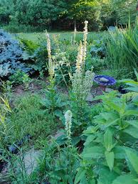 Attēlu rezultāti vaicājumam “Verbascum”