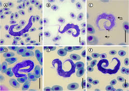 Image result for Pseudomyxus capensis