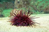 Image result for Mesocentrotus franciscanus