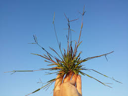 Attēlu rezultāti vaicājumam “Digitaria ischaemum”