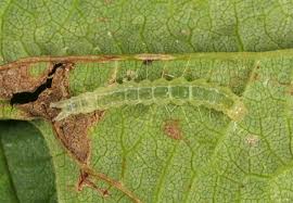 Attēlu rezultāti vaicājumam “Hypena rostralis”