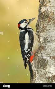 Attēlu rezultāti vaicājumam “Dendrocopos major male”