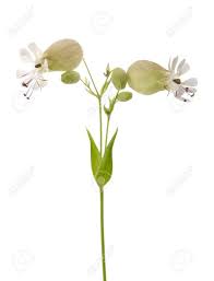 Attēlu rezultāti vaicājumam “Silene vulgaris bud”