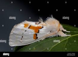 Attēlu rezultāti vaicājumam “Leucodonta bicoloria”