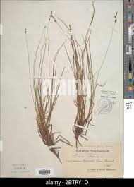 Attēlu rezultāti vaicājumam “Carex globularis”