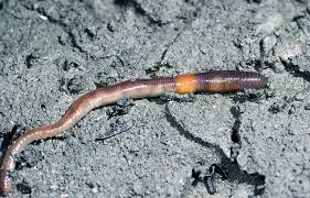 Attēlu rezultāti vaicājumam “Lumbricus terrestris”