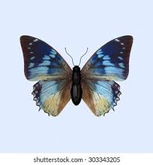 Attēlu rezultāti vaicājumam “Nymphalidae”