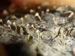 Attēlu rezultāti vaicājumam “Sclerophora coniophaea”