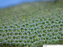 Attēlu rezultāti vaicājumam “Anomodon longifolius”