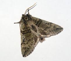 Attēlu rezultāti vaicājumam “Achlya flavicornis”