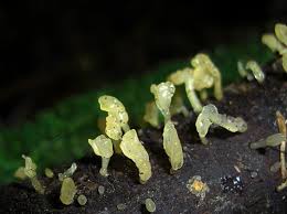 Attēlu rezultāti vaicājumam “Calocera pallidospathulata”