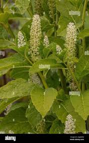 Attēlu rezultāti vaicājumam “Phytolacca acinosa flower”