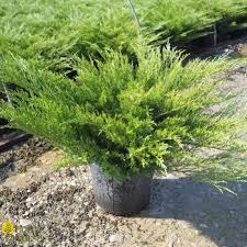 Attēlu rezultāti vaicājumam “Juniperus sabina”