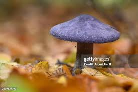 Attēlu rezultāti vaicājumam “Cortinarius violaceus”
