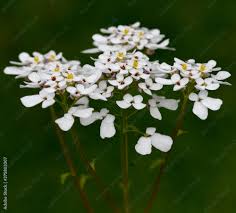 Image result for Iberis amara