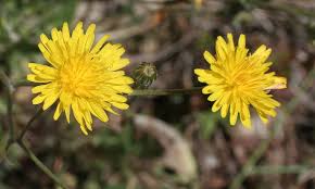 Attēlu rezultāti vaicājumam “Crepis paludosa flower”