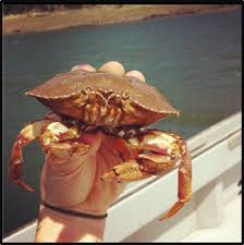 Image result for Cancer irroratus