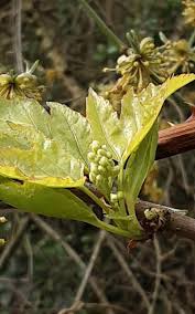 Attēlu rezultāti vaicājumam “Acer tataricum fruit”