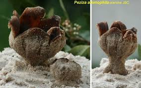 Attēlu rezultāti vaicājumam “Peziza ammophila”