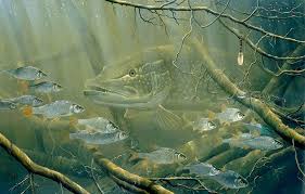 Image result for Crowborough & District Anglers Association