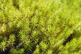 Attēlu rezultāti vaicājumam “Pogonatum urnigerum”