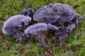 Attēlu rezultāti vaicājumam “Phellodon melaleucus”