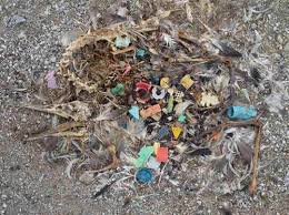 Image result for albatross dead chick