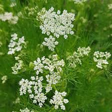 Image result for Kümmel