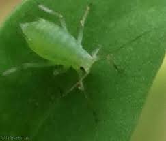 Attēlu rezultāti vaicājumam “Acyrthosiphon”