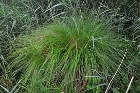 Attēlu rezultāti vaicājumam “Carex appropinquata”