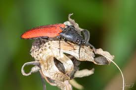 Attēlu rezultāti vaicājumam “Ampedus sp.”