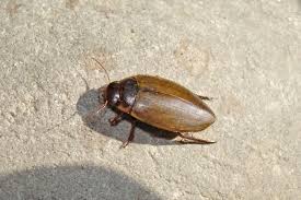 Attēlu rezultāti vaicājumam “Colymbetes striatus”