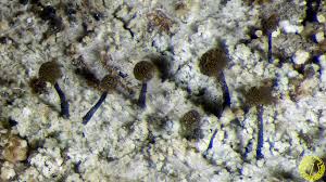 Attēlu rezultāti vaicājumam “Chaenotheca brunneola”