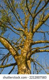 Attēlu rezultāti vaicājumam “Hymenoscyphus fraxineus”