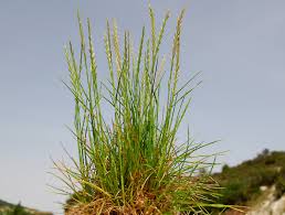 Attēlu rezultāti vaicājumam “Lolium perenne”